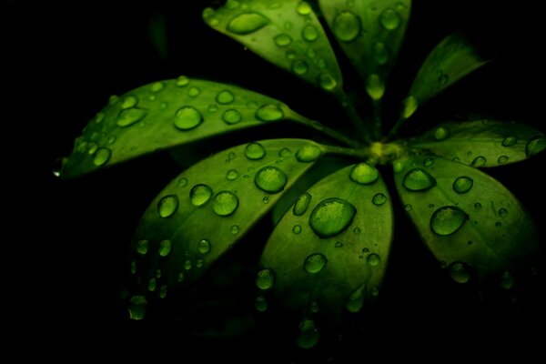 Canvas Plant with dew drops , sizes to choose from.