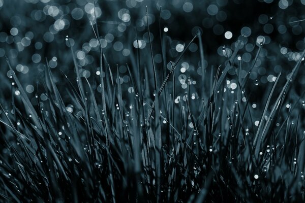 Morning dew on blades of grass in macro photography