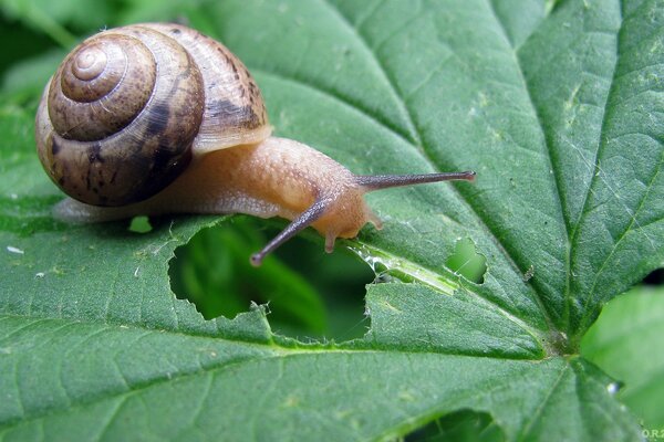 Schnecke knabbert am grünen Blatt