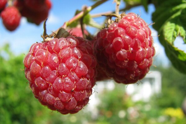 Raspberries hang on a branch