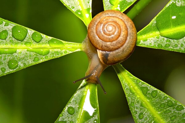 Caracol en una hoja verde brillante