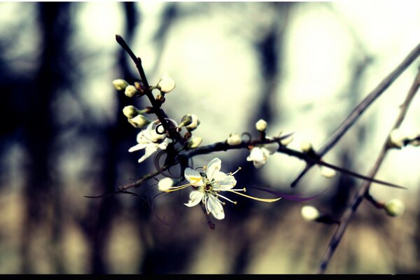 Fleur de cerisier dans la forêt sur fond flou