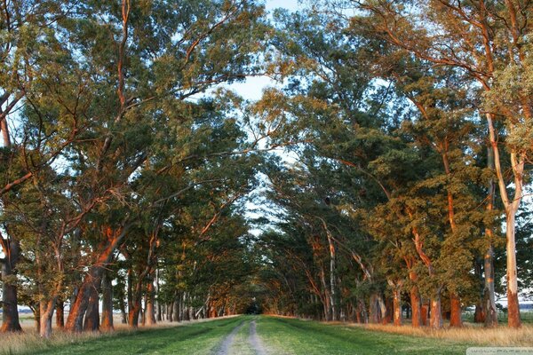 Vista de un camino rural con árboles a los lados