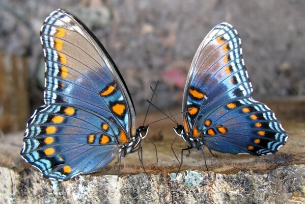 La conversación de dos mariposas sobre la vida