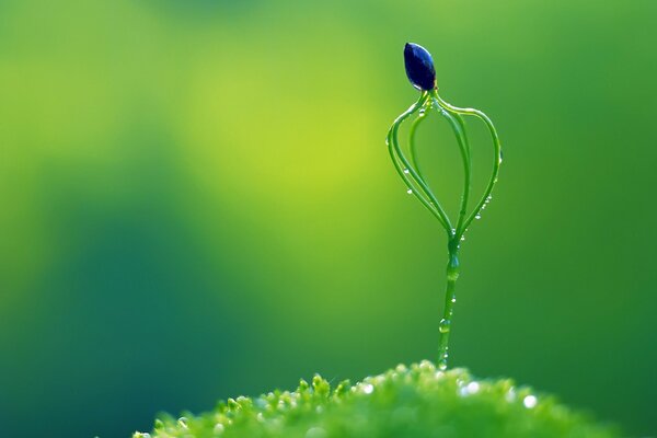 La pousse verte boit de la rosée