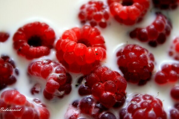 Makrofotos von Himbeeren, die in Milch schweben