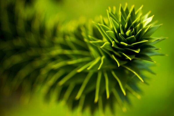 A beautiful green plant with elastic leaves