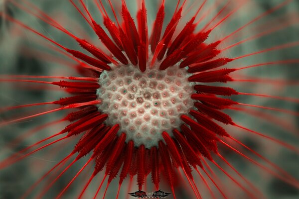 Lion heart flower on a blurry background