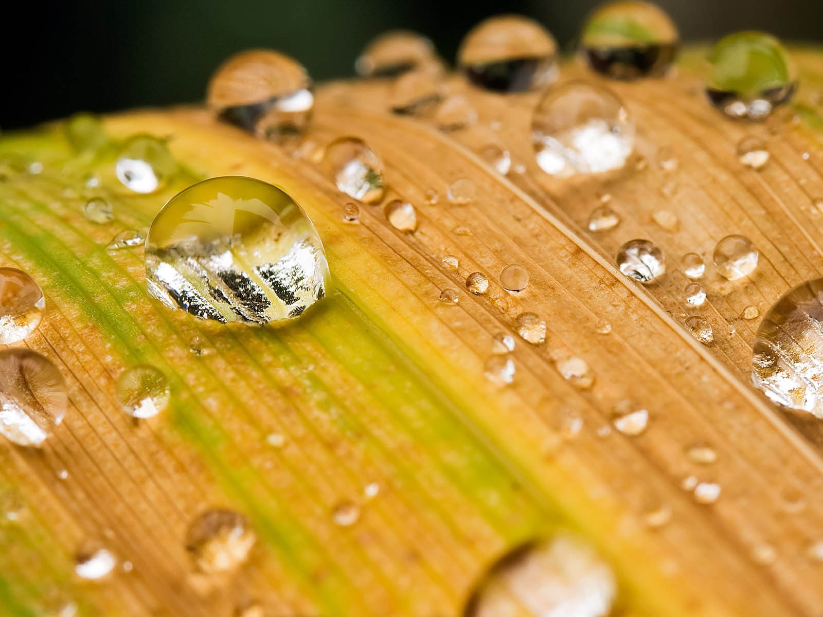 tropfen blatt rasse makro