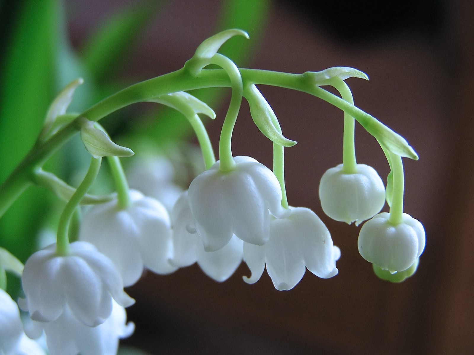 lily of the valley flower white