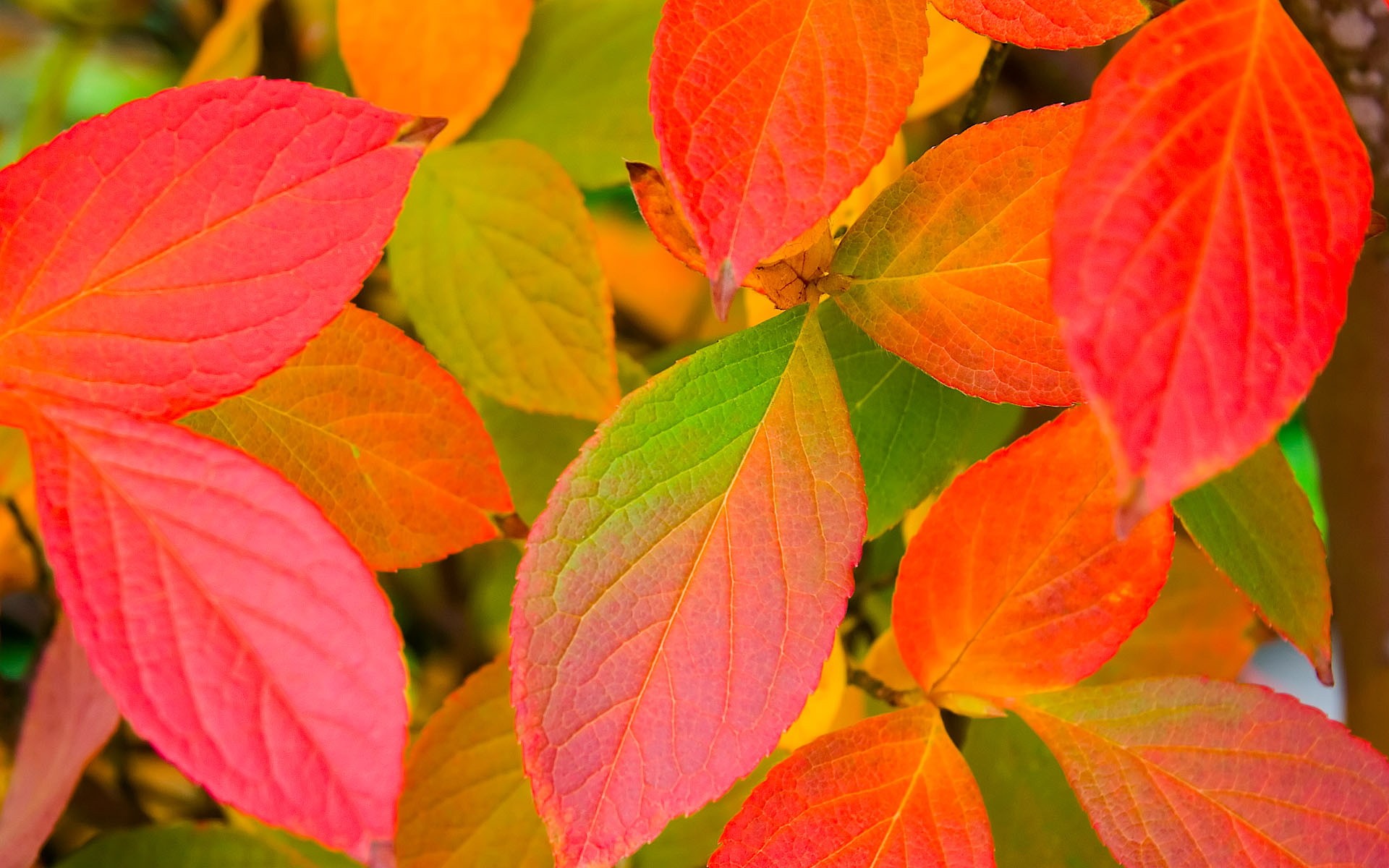 otoño hojas color