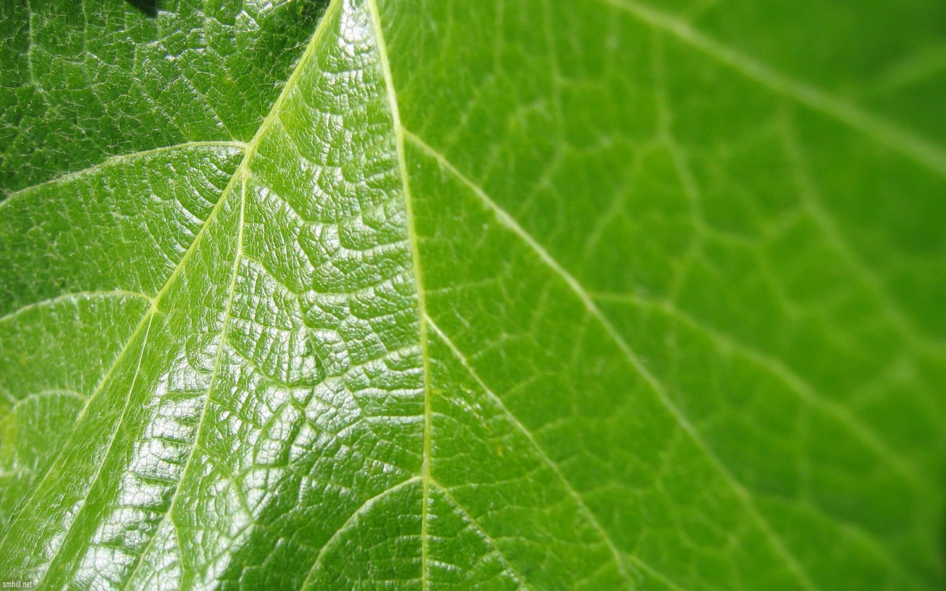 verde foglia macro