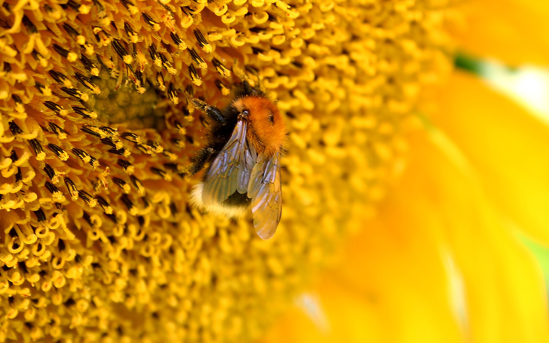 abeja flor amarillo macro