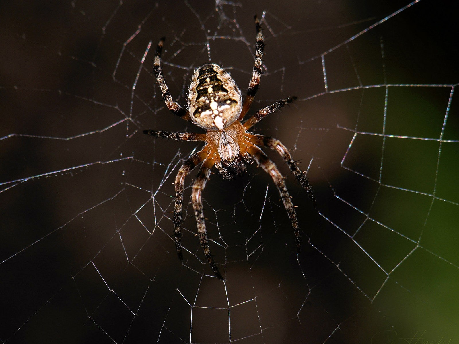 araña telaraña mosca