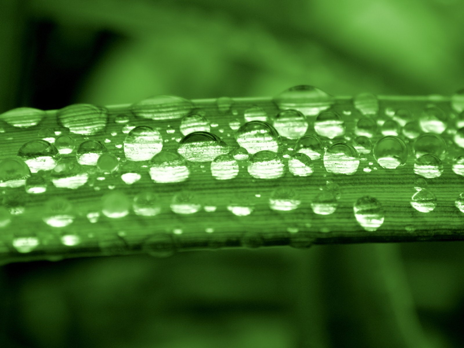 vert feuilles gouttes