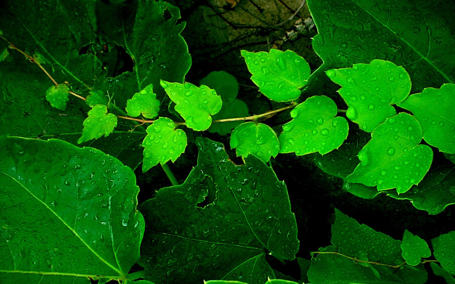 makro grün laub