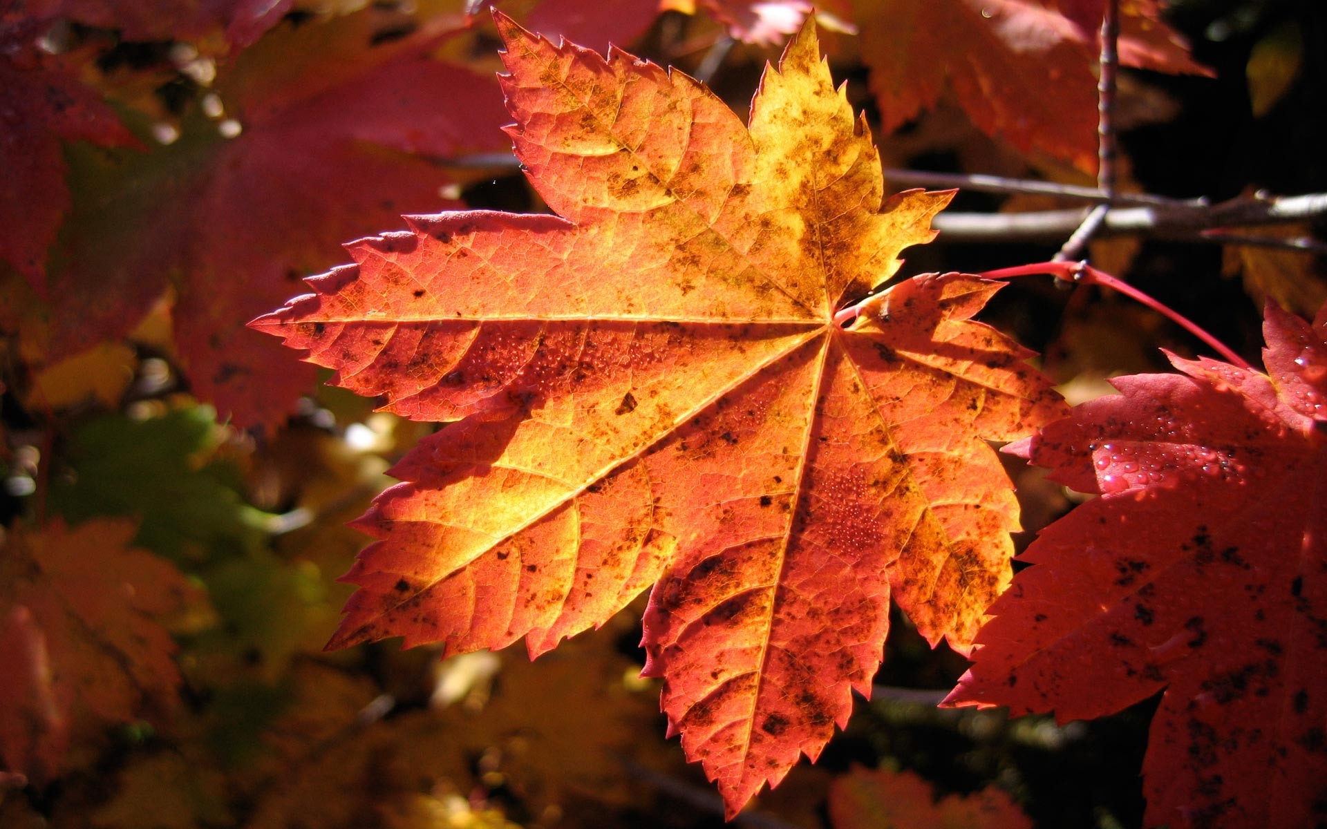 hoja macro otoño