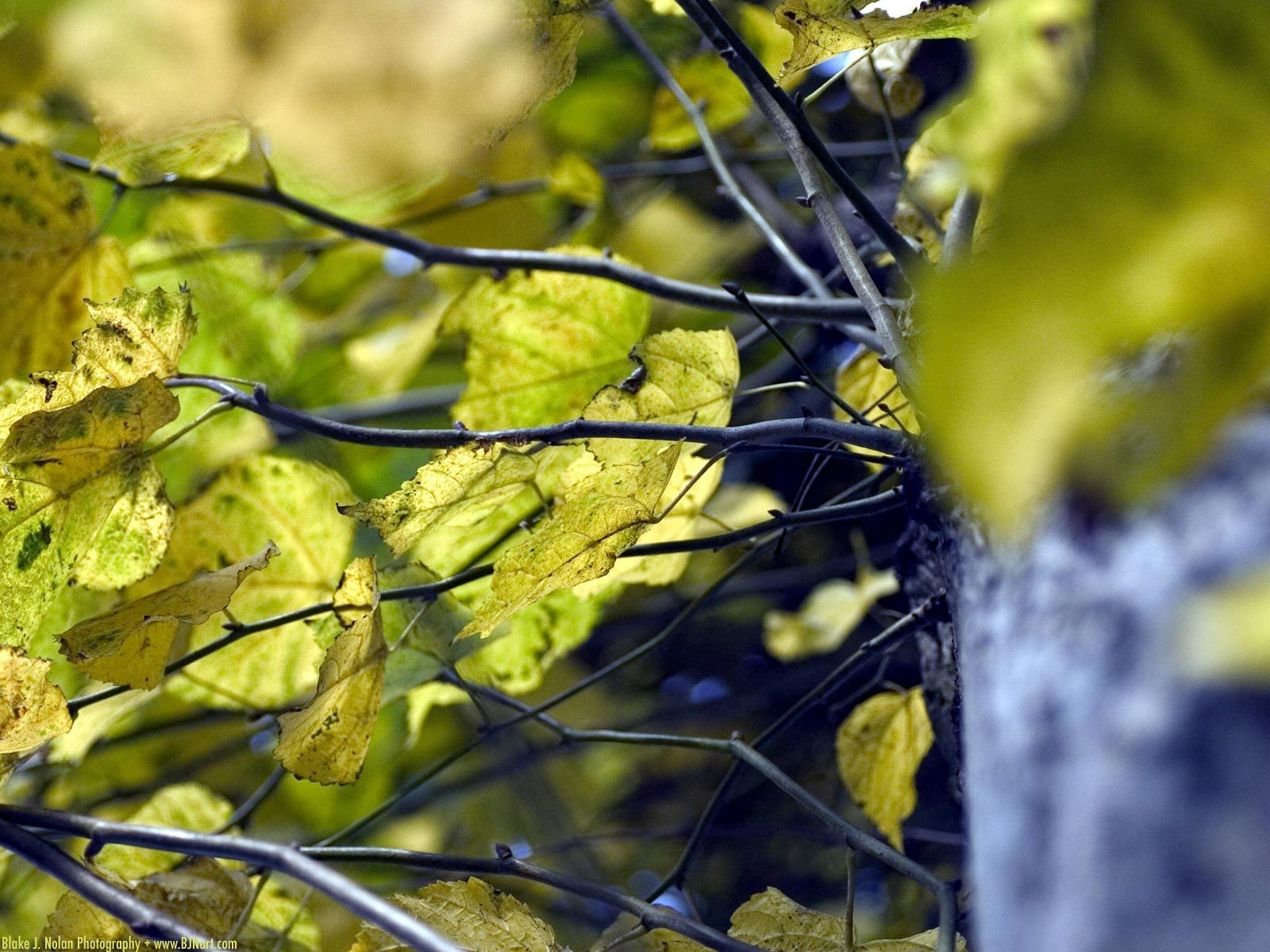 verdure arbre été