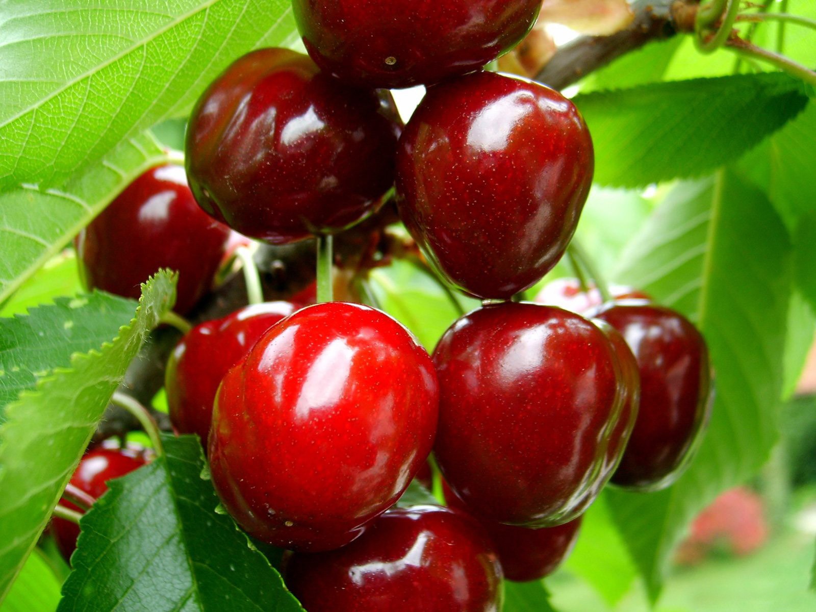 cherry ripe berrie