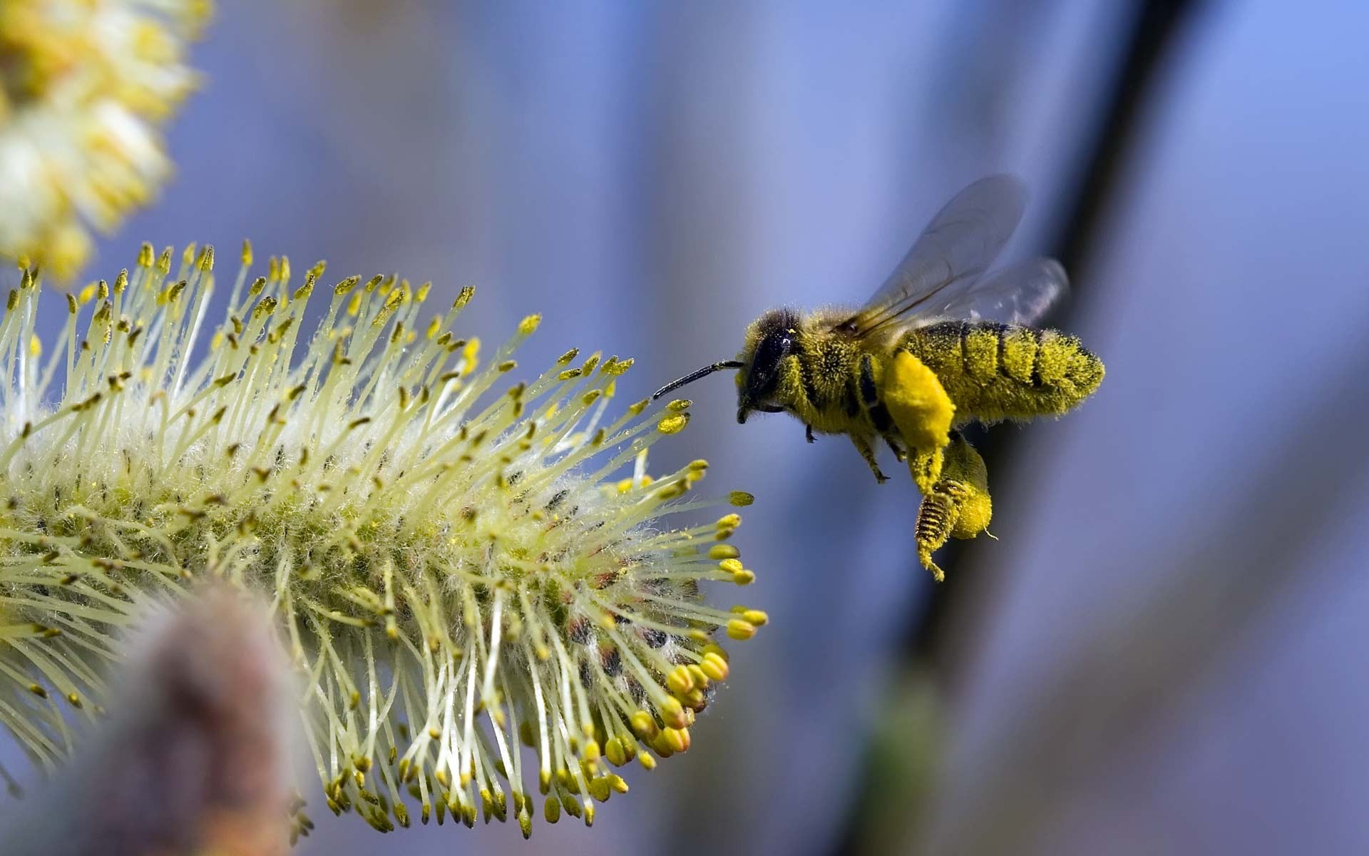 abeja flor vuelo