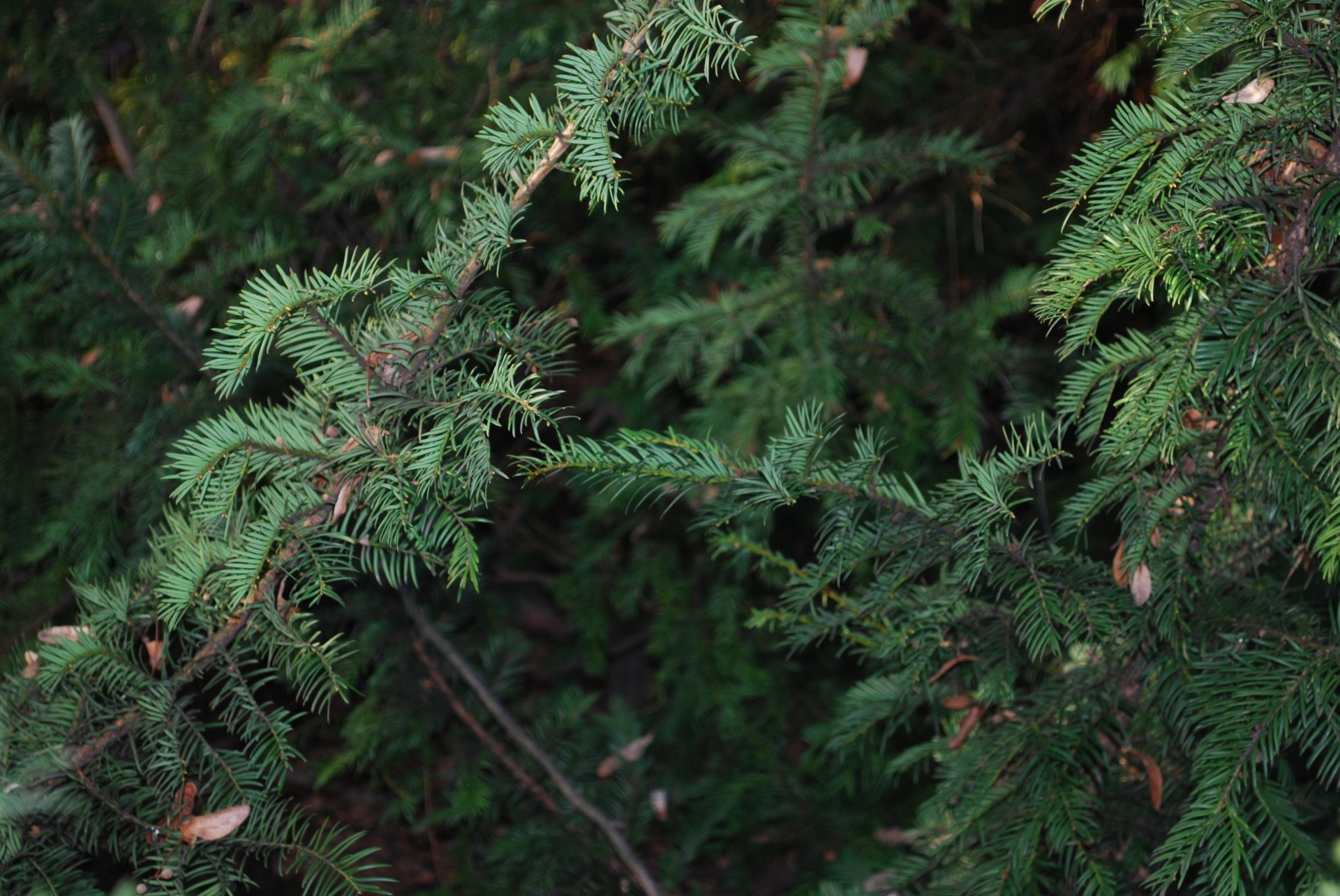 christmas tree tree branche