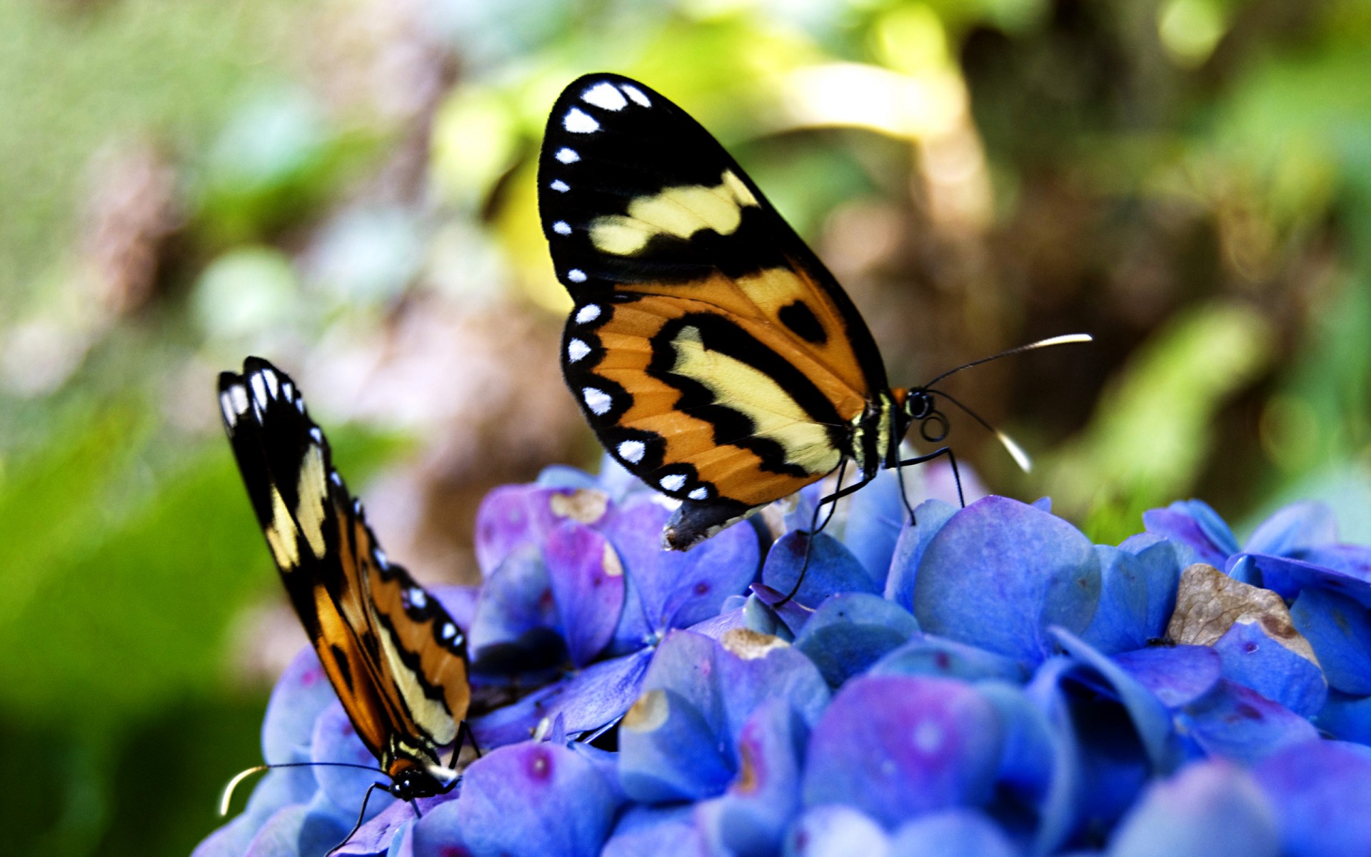 papillons fleurs gros plan