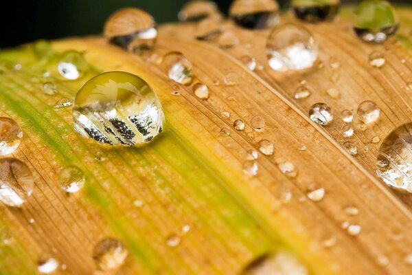 Macro shooting of dew drops on a sheet