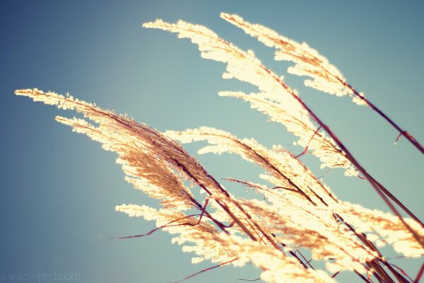 Immagine macro di spighette alla luce del sole contro il cielo