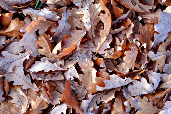 Herbst gefallene Blätter im Herbst