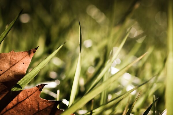 Light plays on leaves and grass