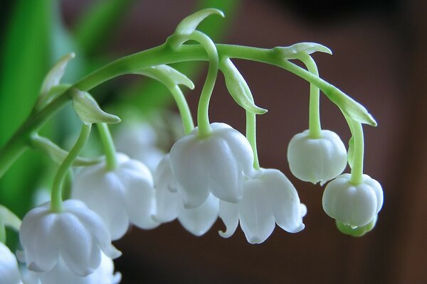 Beautiful flowers white lilies of the valley