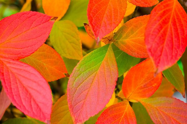 Autumn red-yellow leaves