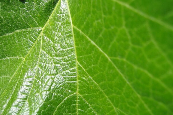 Macro shooting of a green leaf