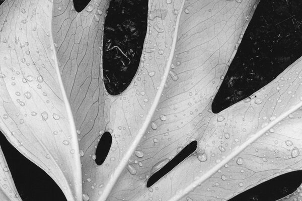 Macro shooting with water drops on a sheet in black and white