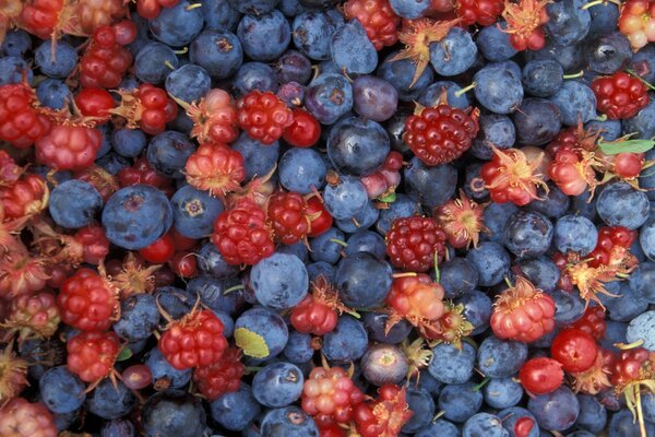 Mix di bacche di bosco