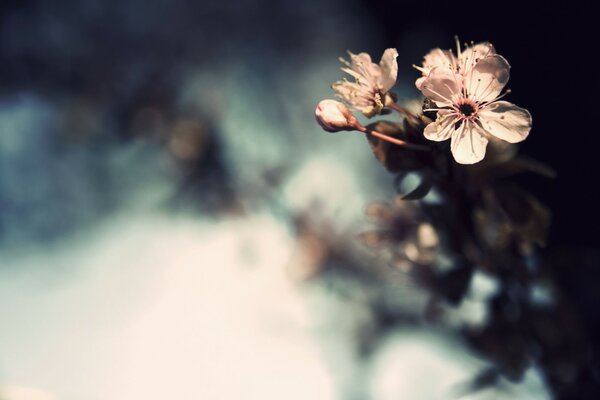 Tiempo de florecer flores claras