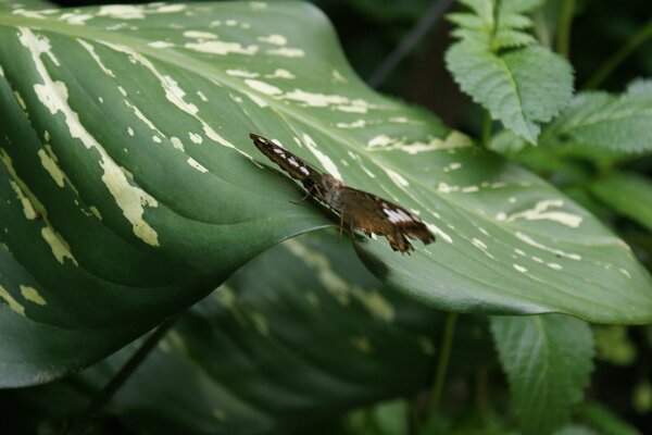 Hermosa mariposa en la hoja