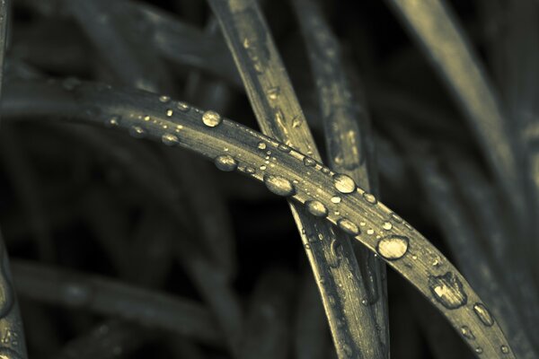 Black and white photo of plants