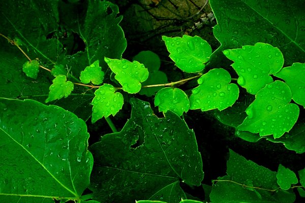 Macro photography of poisonous green leaves