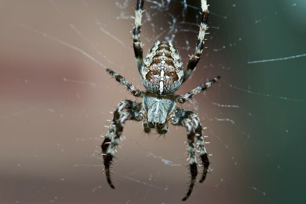 Araña Catcher en la telaraña