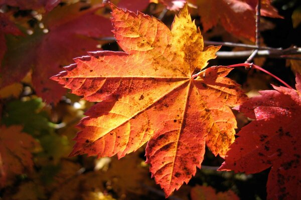 Goldener Herbst, orangefarbenes Blatt