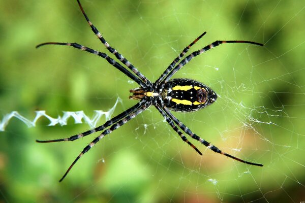 A spider waiting for prey in its web