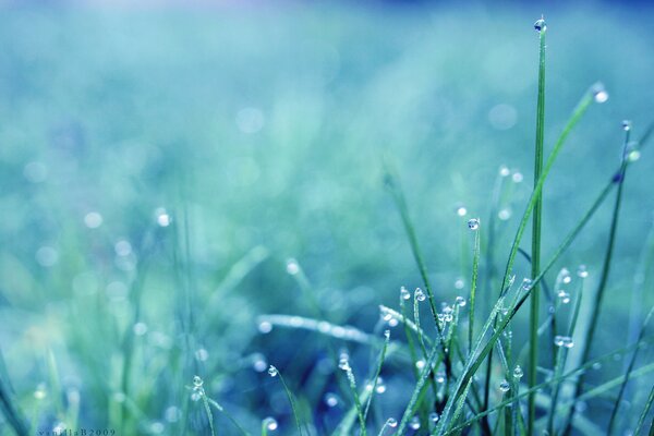 Morning dew. Wet grass