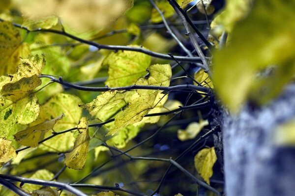 Ramas y hojas verdes del árbol