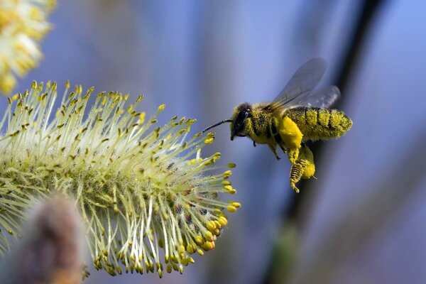 Vuelo de una abeja a un riñón en un árbol