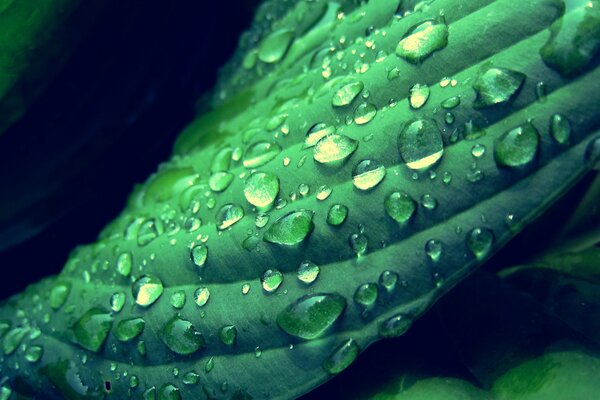 Gocce di rugiada su una foglia verde