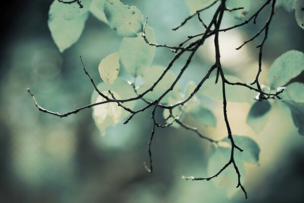 Immagine sfocata di un ramoscello di un albero