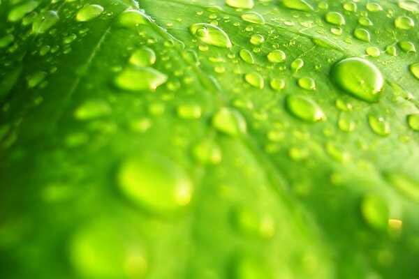 La rugiada su una foglia verde brilla