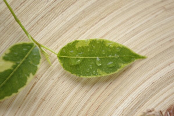 Ein Blatt in Wassertropfen