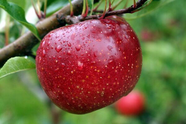 Ripe apples for the joy of children